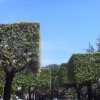Квадратные кроны